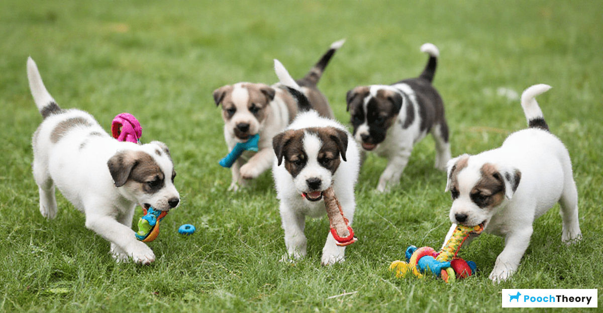 Incorporating Playtime into Your Puppy’s Routine