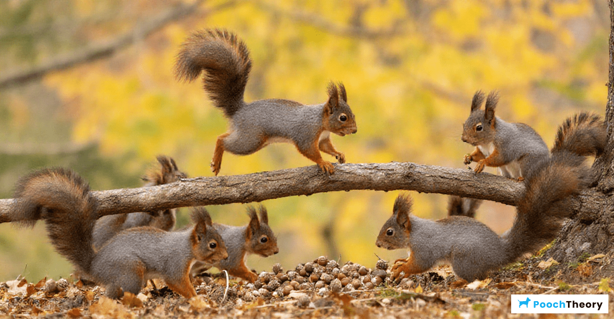 Introducing Squirrel Distractions