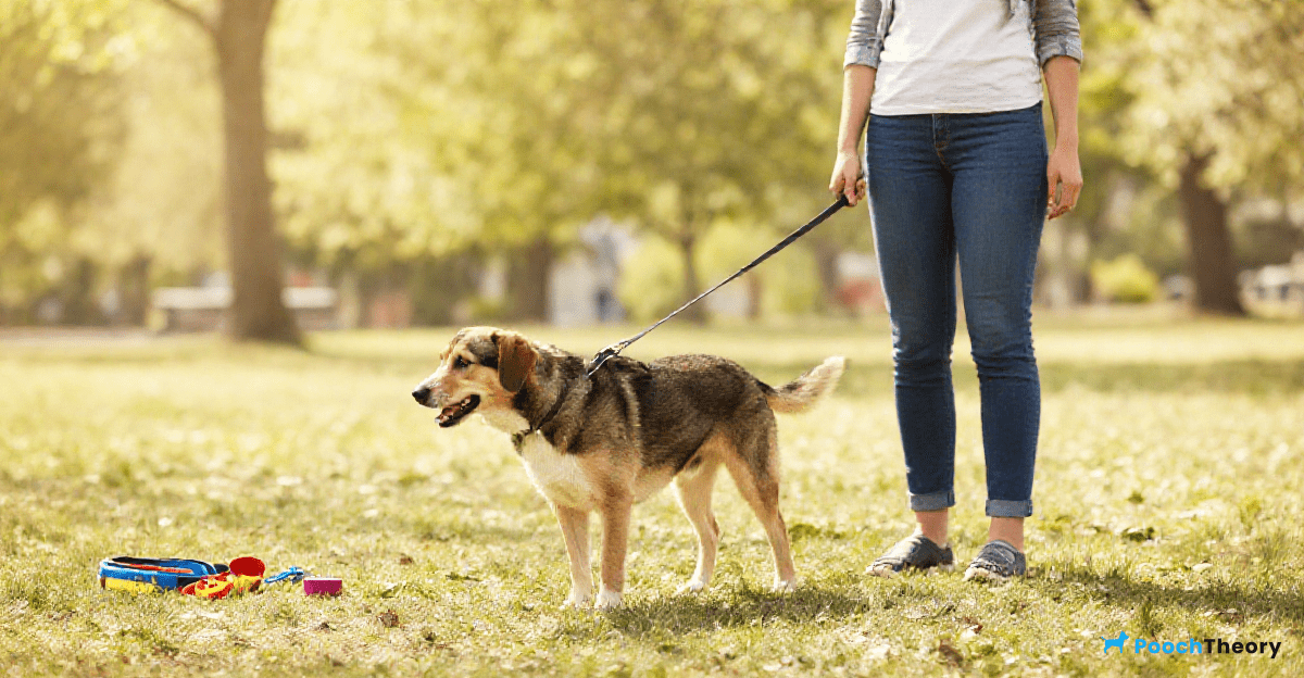 You are currently viewing Effective Loose Leash Walking Training Plan For Reactive Dogs