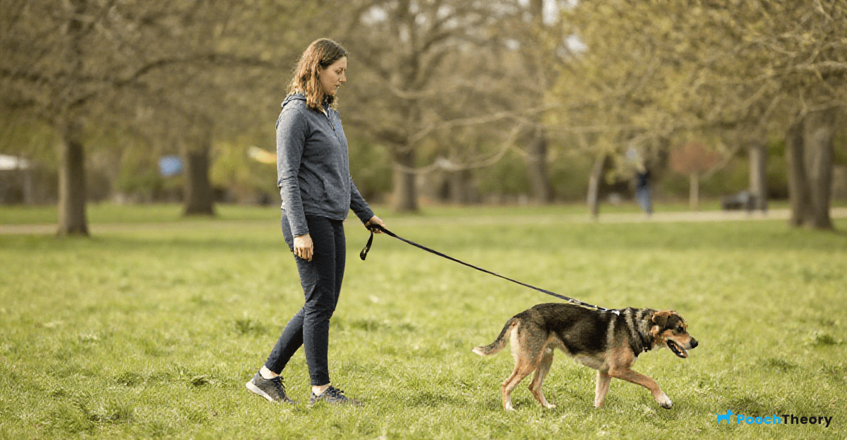 Training Techniques for Loose Leash Walking
