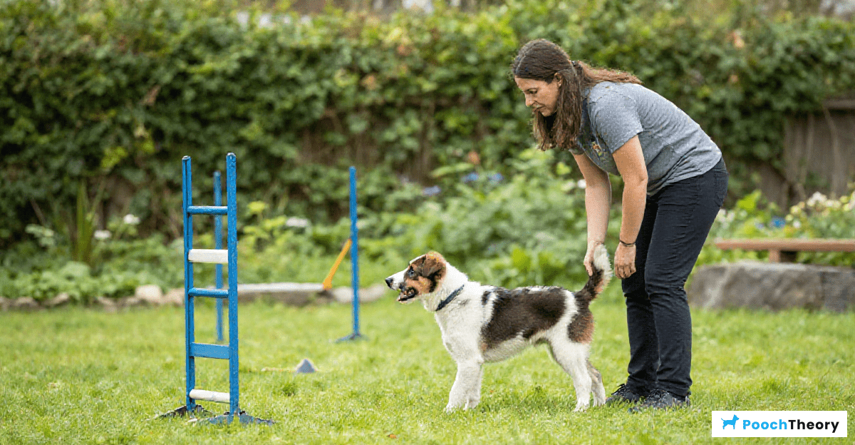 Patience and Perseverance in Dog Training