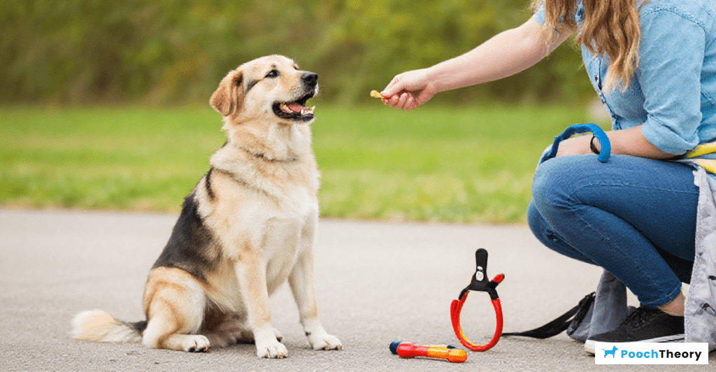 Exploring positive reinforcement methods for barking dogs without shock collars.