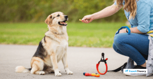 Read more about the article Positive Reinforcement Alternatives To Shock Collars For Barking