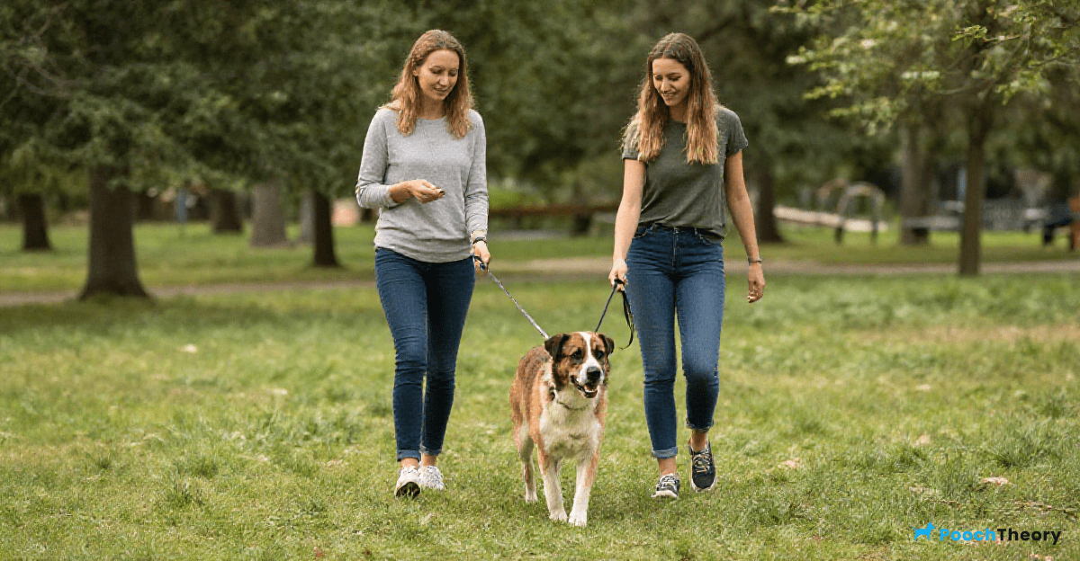 Positive Reinforcement in Loose Leash Walking