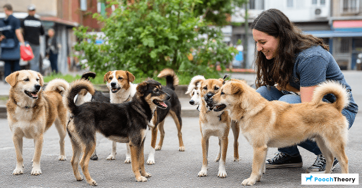 The Importance of Socializing Street Dogs