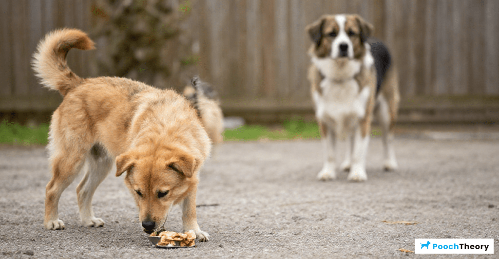 Illustration of a dog being trained to ignore food on the ground.