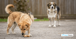 Read more about the article Teach Your Dog To Ignore Food On The Ground