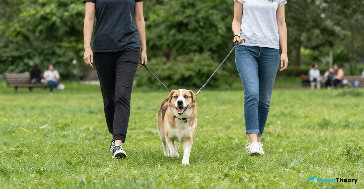 The Benefits of Loose Leash Walking