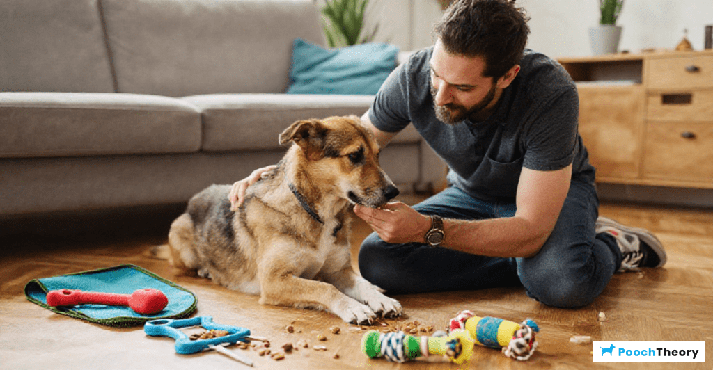 Training a street dog for indoor living with positive reinforcement methods.
