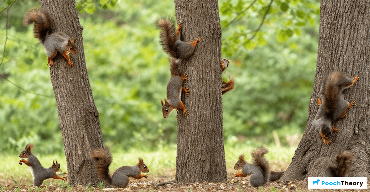 Understanding Squirrel Behavior