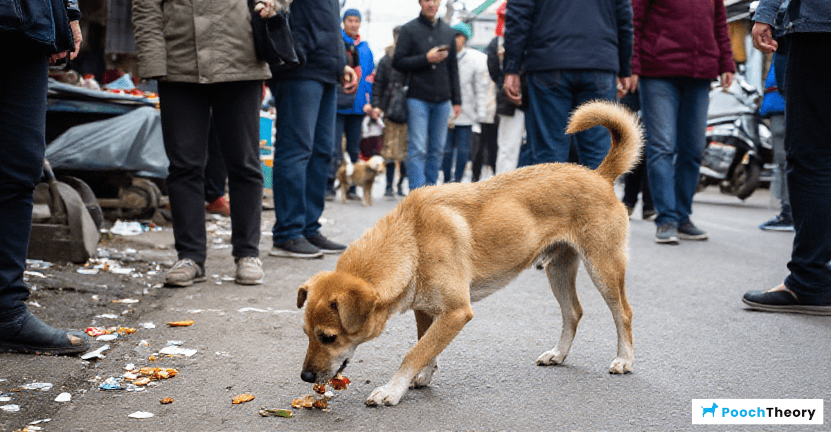 Understanding the Challenges of Street Dogs