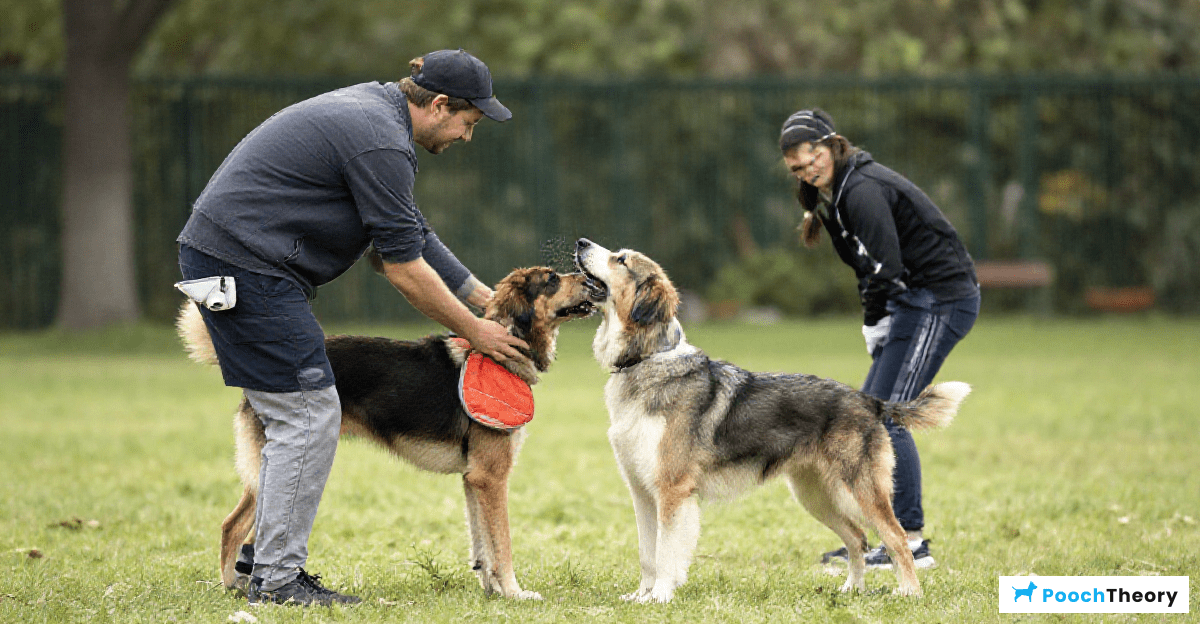 When to Consult a Professional Trainer