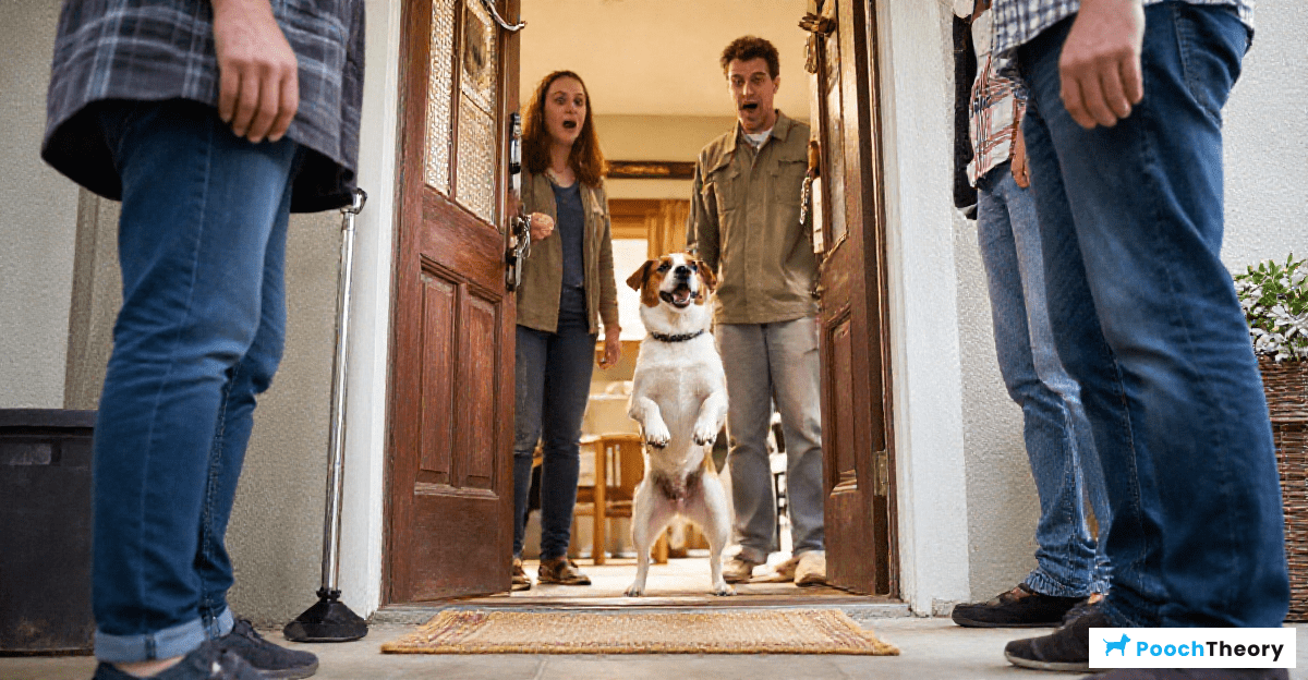 Why Dogs Jump on Guests