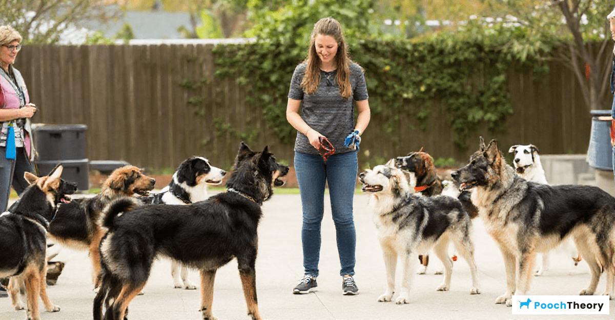Advancing Dog Training Skills