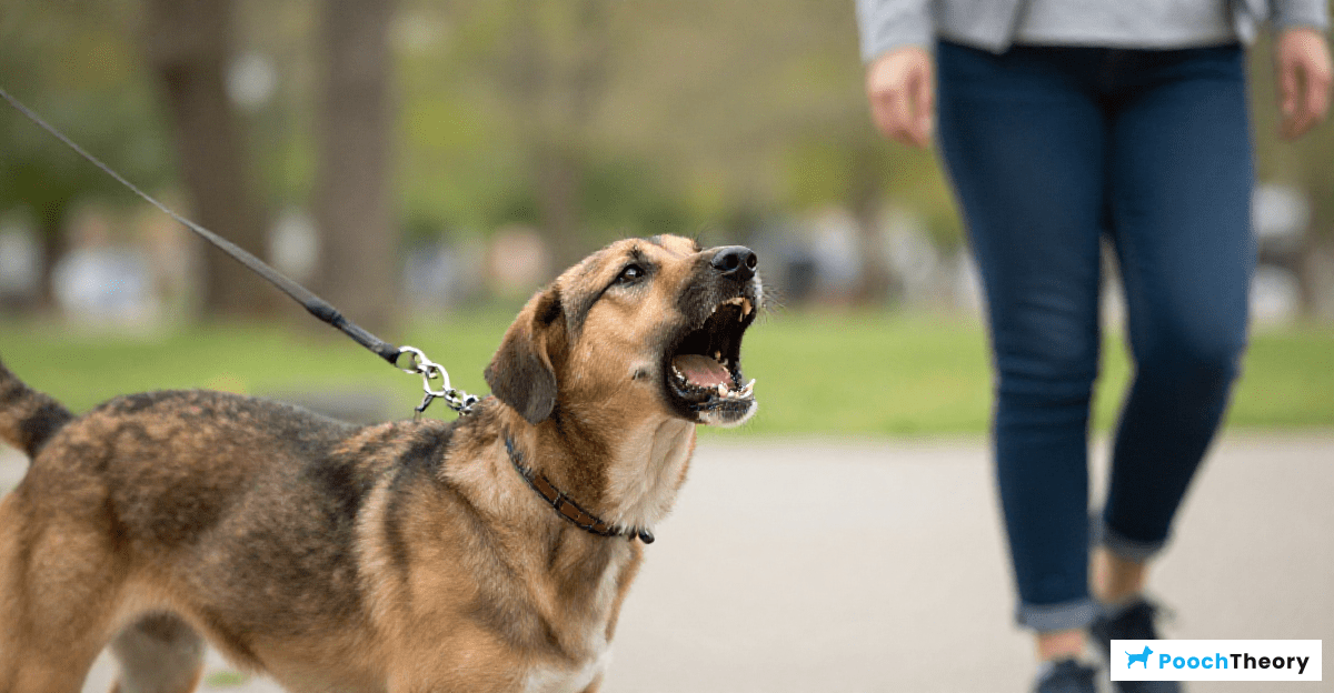 Reasons for Lunging at Strangers