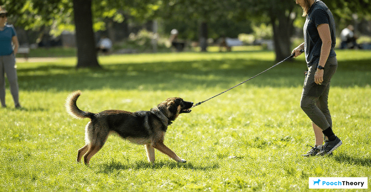 Basics of Recall Training in Dogs