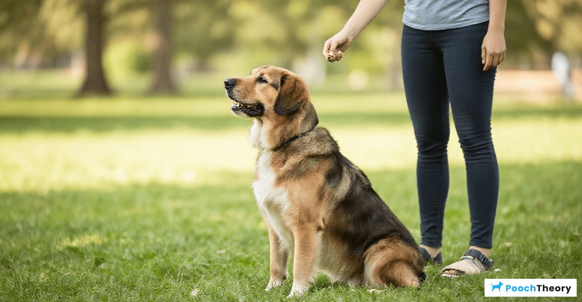 Benefits of Positive Reinforcement