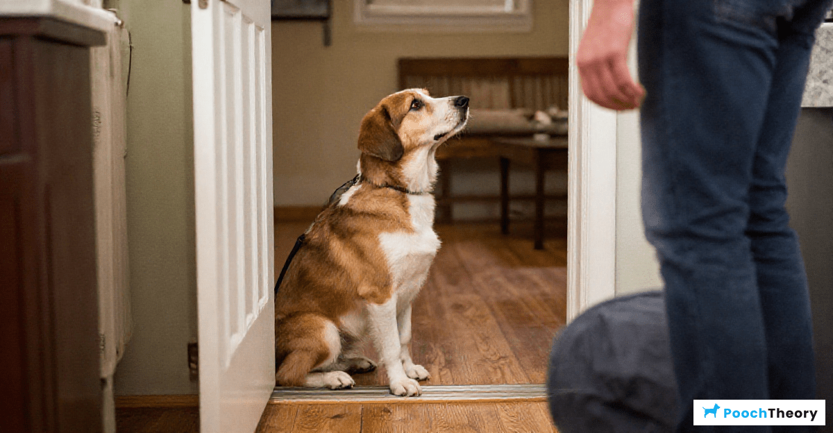 Common Challenges in Dog Training