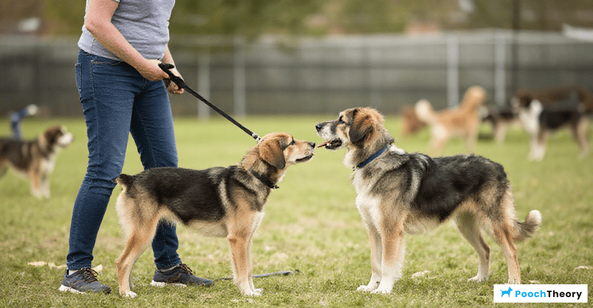 Common Mistakes in Dog Training
