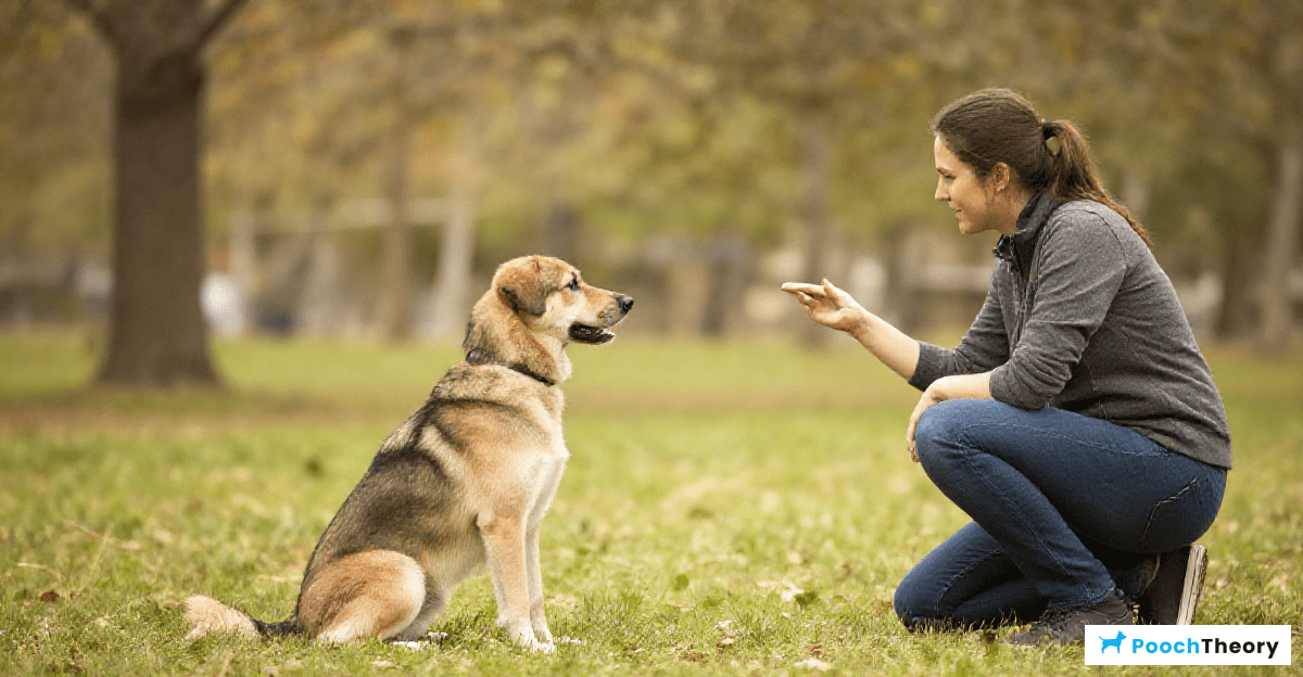 Essential Commands Every Dog Should Learn