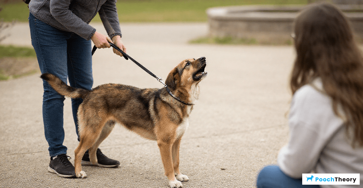 You are currently viewing Effective Training Plan For Barking And Lunging On Leash Towards Strangers