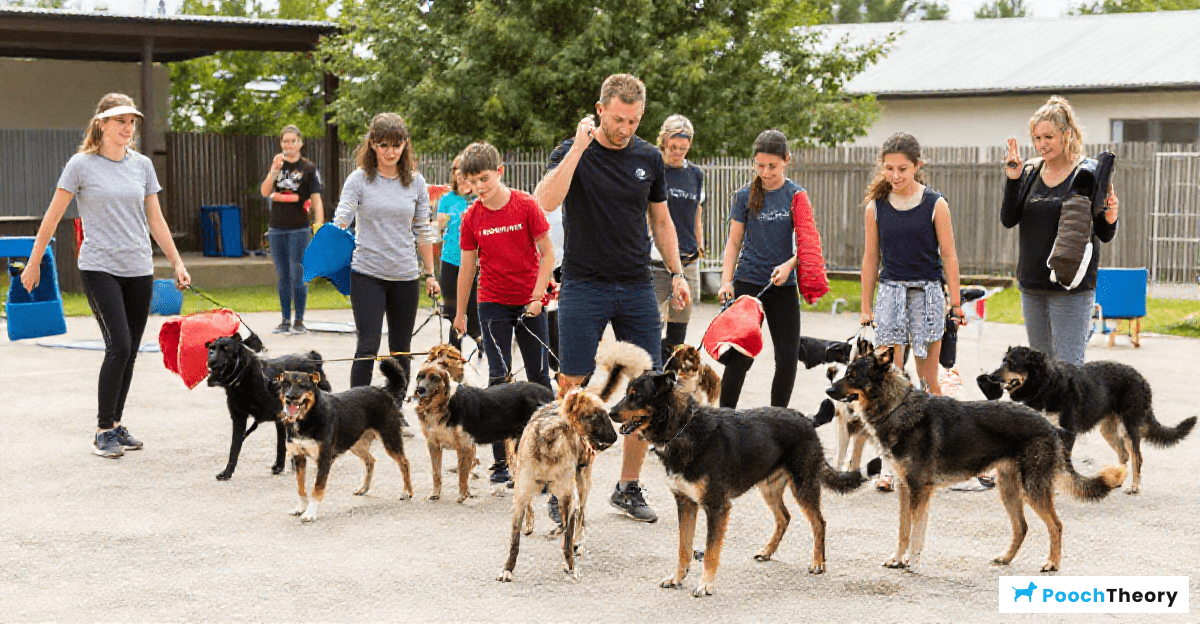 Essential Commands for Effective Training