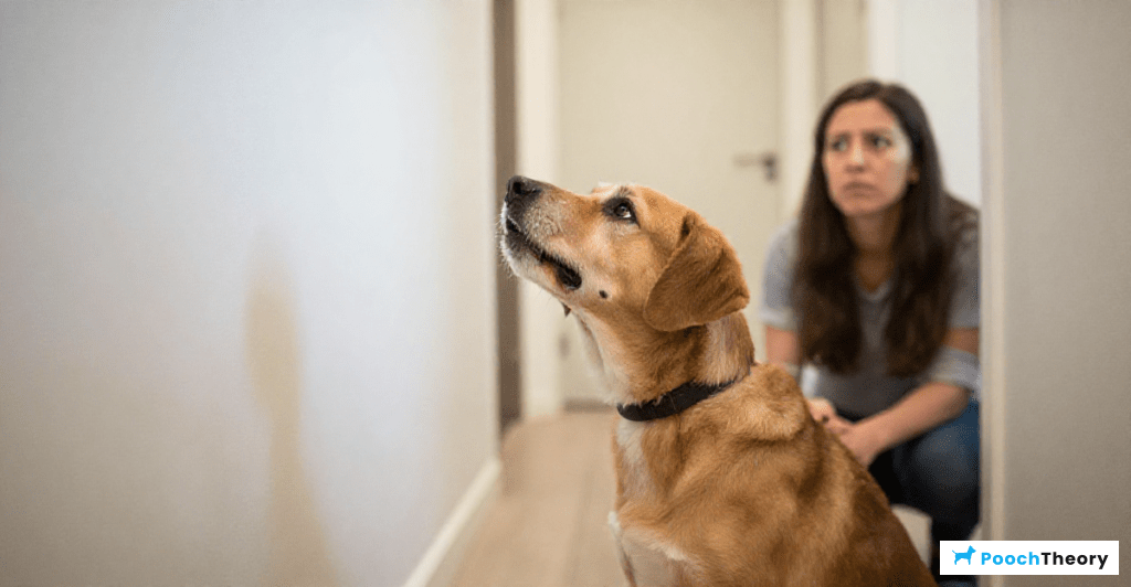 Guide on calming a dog that barks at every hallway noise.