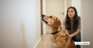 Read more about the article How To Stop Your Dog From Barking At Every Noise In The Hallway