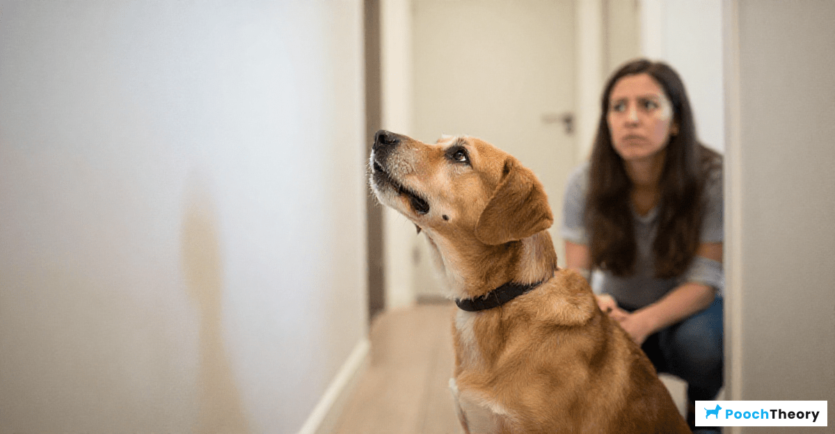 How To Stop Your Dog From Barking At Every Noise In The Hallway ...