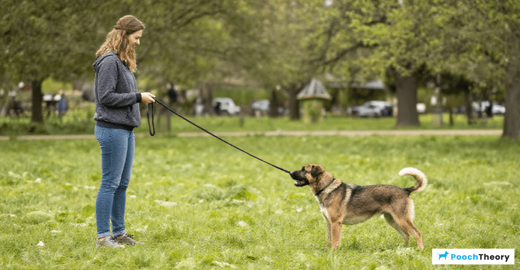 Mastering long line training techniques for reliable recall in beginner dog owners.
