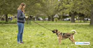 Read more about the article Mastering Long Line Training For Reliable Recall In Beginners