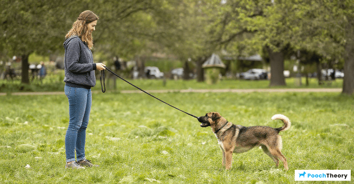 You are currently viewing Mastering Long Line Training For Reliable Recall In Beginners