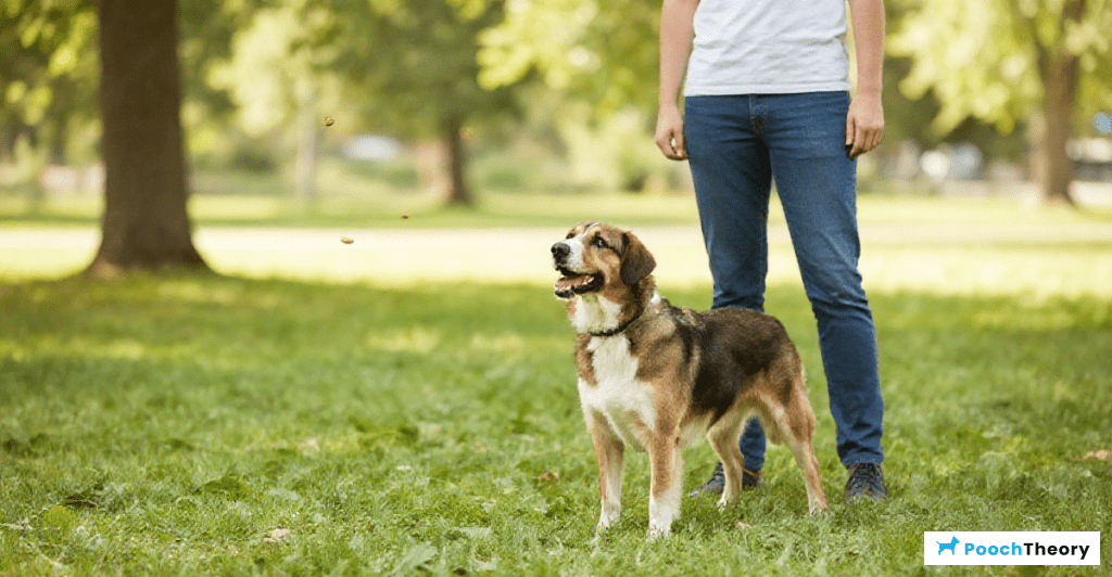 Teaching 'stay' command to dogs that often break position, with a focused dog and owner.