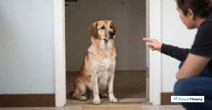 Read more about the article Mastering The Wait Command: Teach Your Dog To Wait At The Door