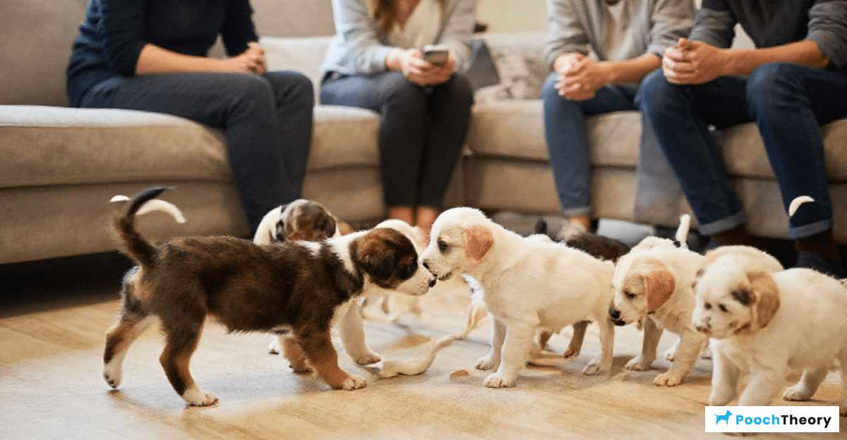 Monitoring Puppy Behavior During Socialization