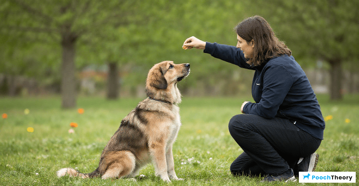 Positive Reinforcement Training