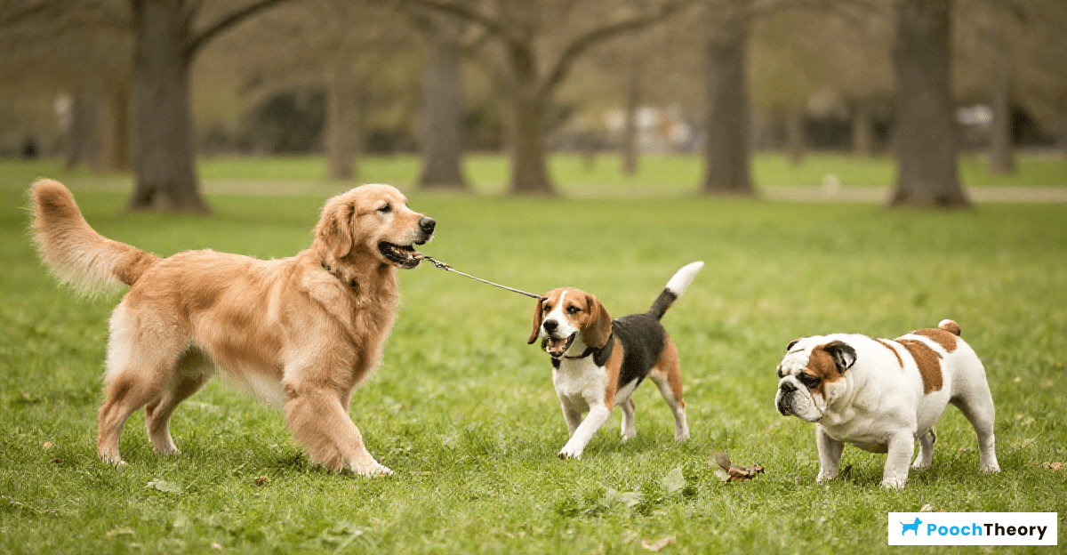 Reasons Dogs Break Position
