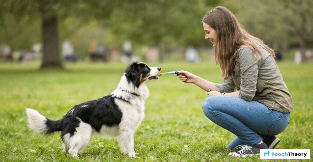 Step-by-step clicker training for beginners with their first dog in a park setting.