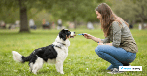 Read more about the article Step By Step Clicker Training For Beginners With Their First Dog