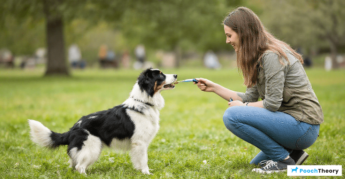 You are currently viewing Step By Step Clicker Training For Beginners With Their First Dog