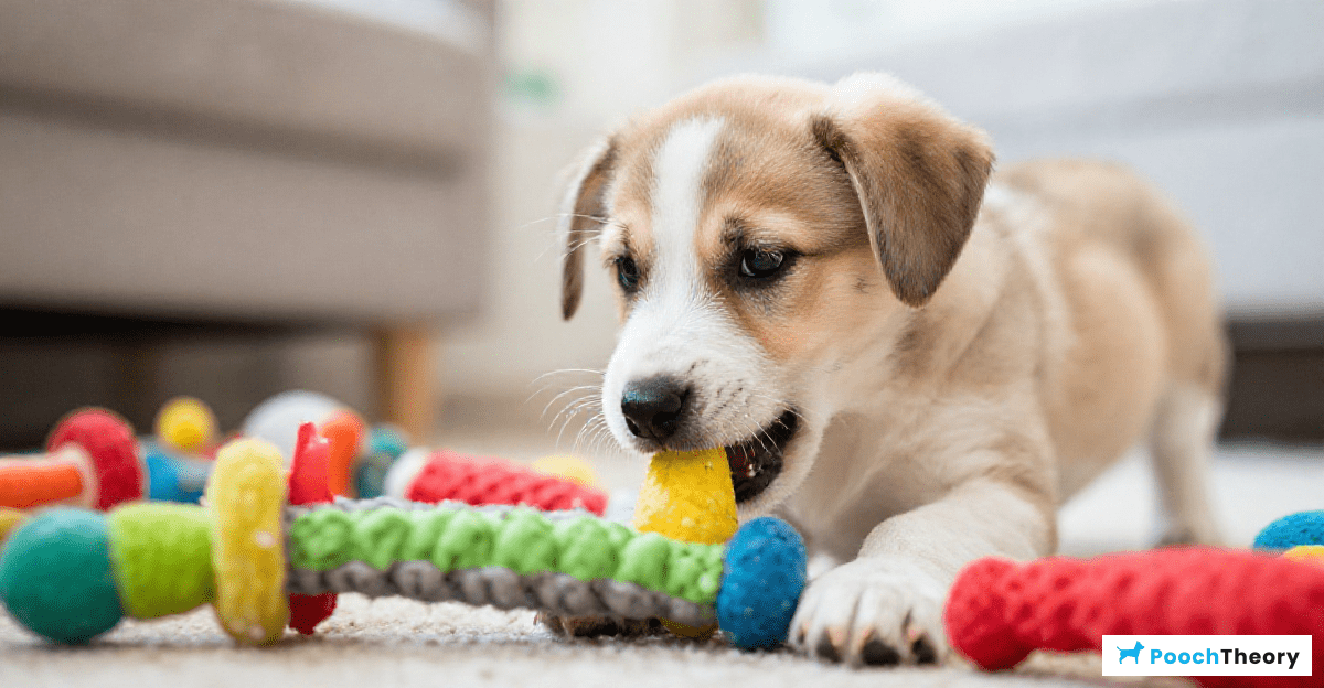 Techniques for Managing Puppy Growling