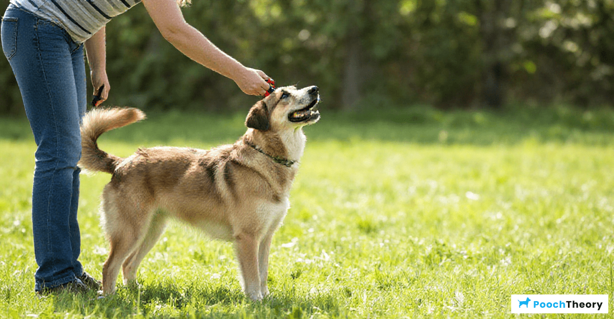 The Power of Positive Reinforcement