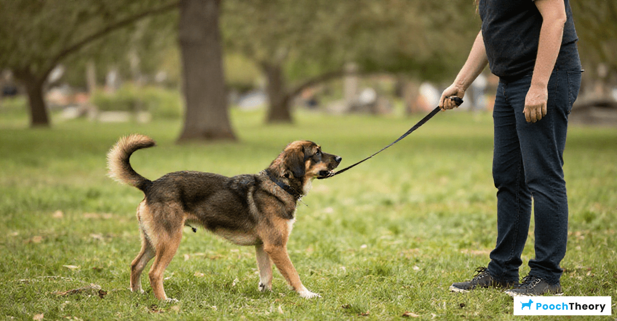Training Strategies for Barking and Lunging