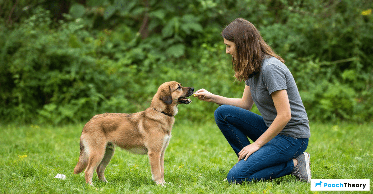 Using Positive Reinforcement