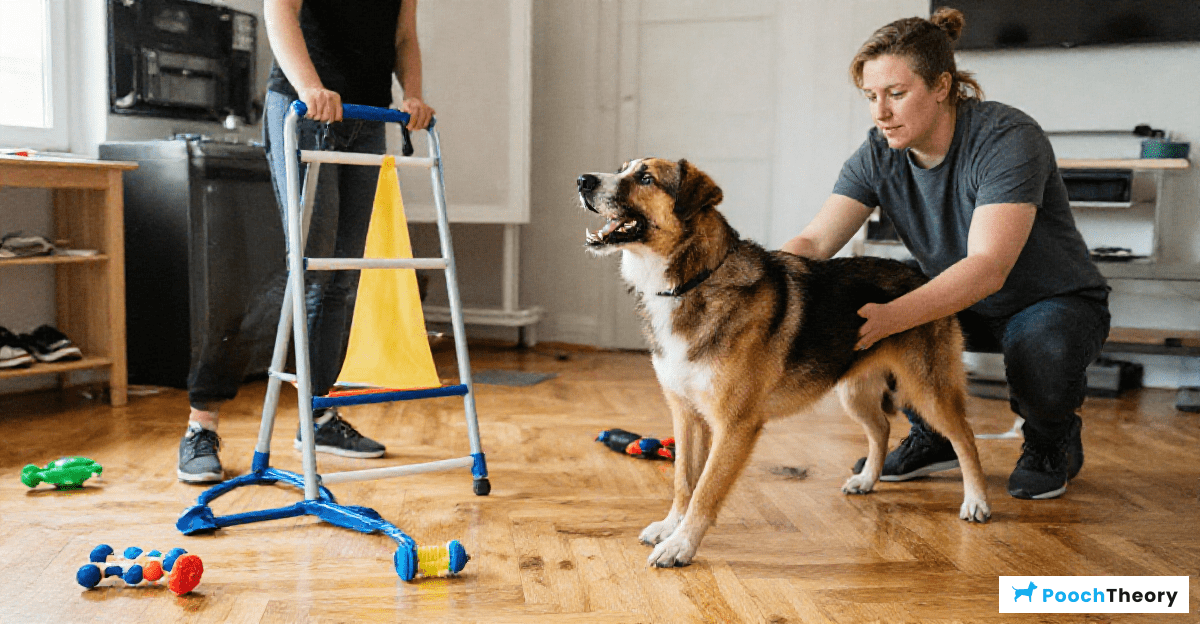 Training Techniques for High Energy Dogs