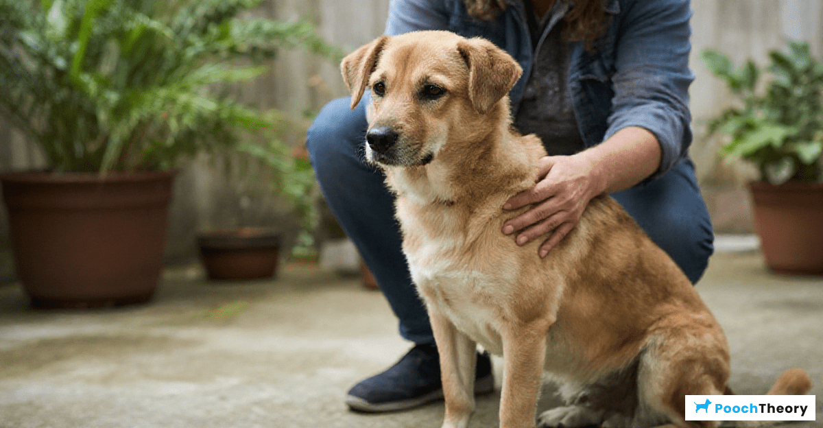 Conclusion: Patience and Understanding in Helping Rescue Dogs