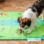 Engaging Snuffle Mat Training Games For Beginners