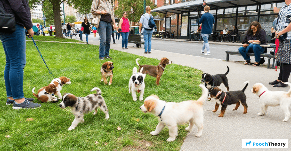 Essential Socialization Experiences for Puppies