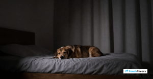 Read more about the article How To Stop Dog Barking At Night In Apartment