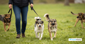 Read more about the article How To Stop Dog Pulling Towards Other Dogs On Walks